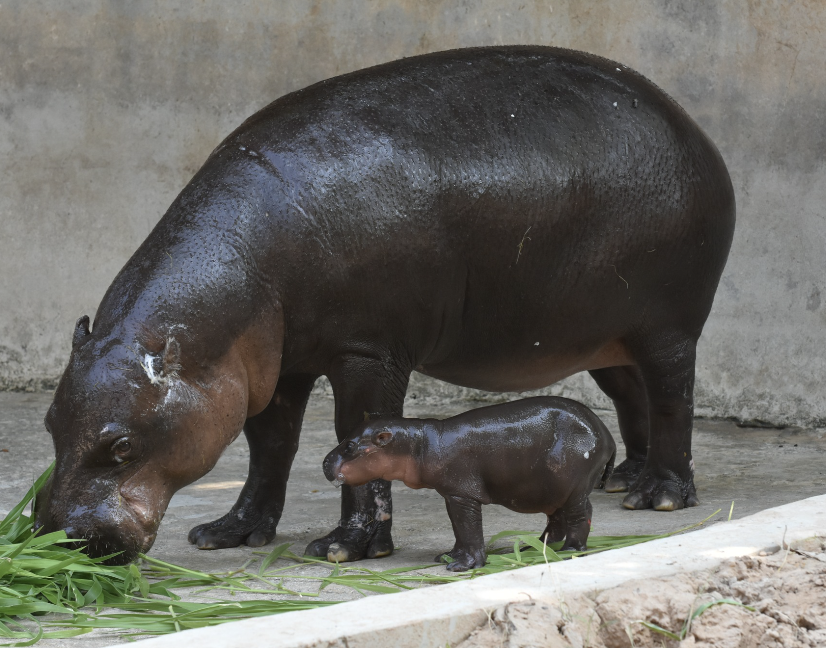 Hippo